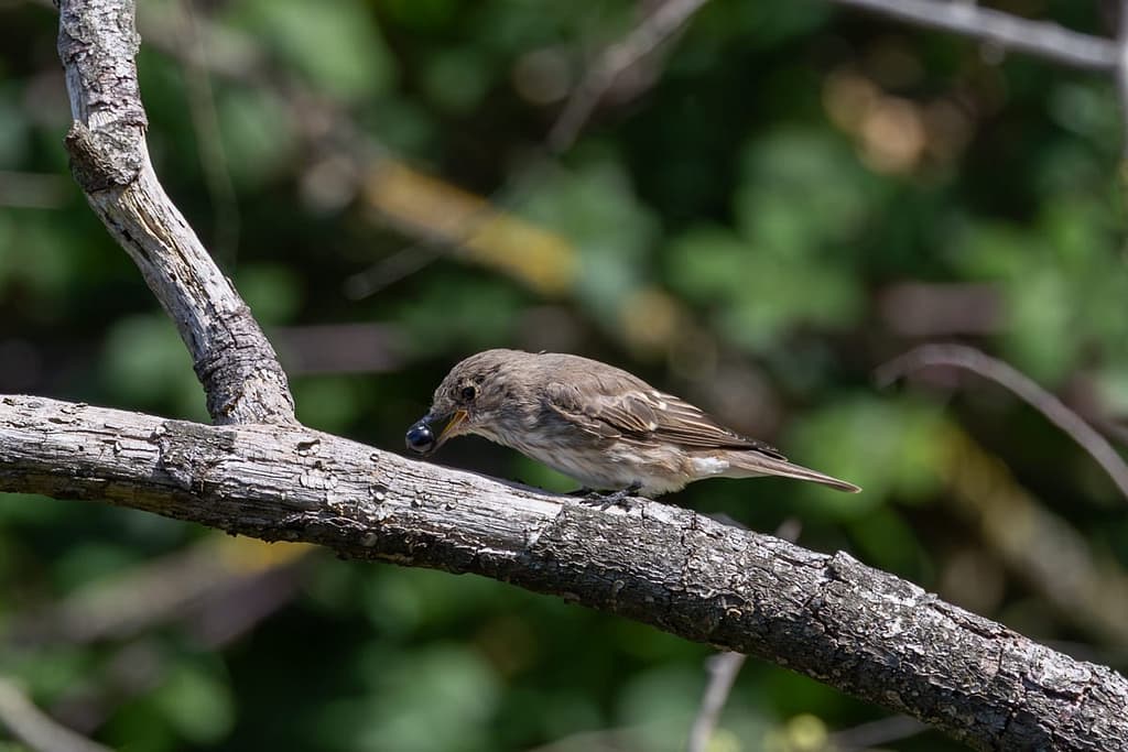 Muscicapa striata - Grauwe vliegenvanger