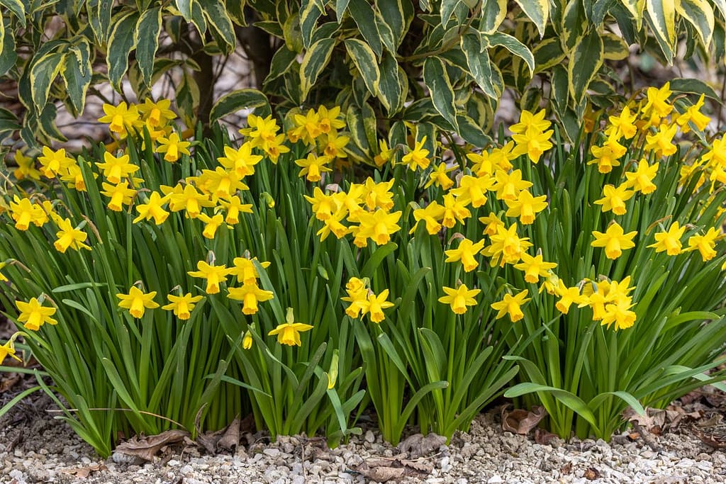 Narcissen