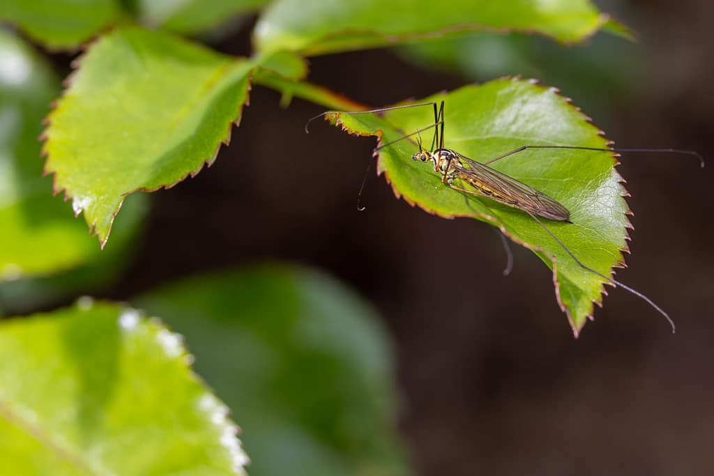 Nephrotoma submaculosa - Zandtijger
