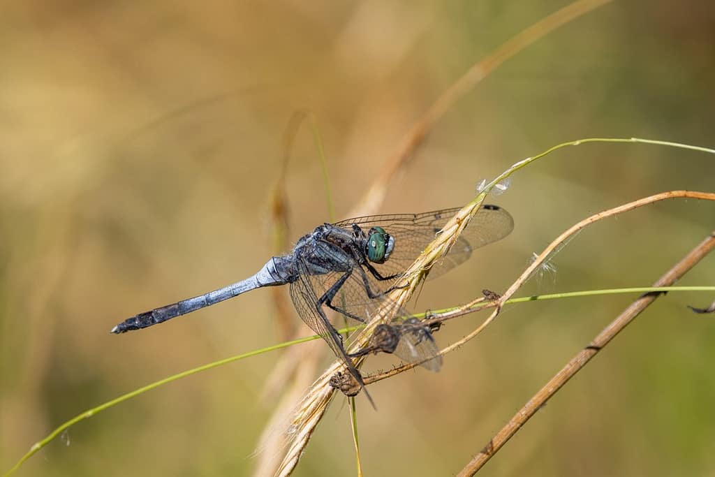 Orthetrum cancellatum - Gewone oeverlibel