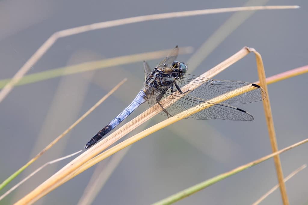 Orthetrum cancellatum - Gewone oeverlibel