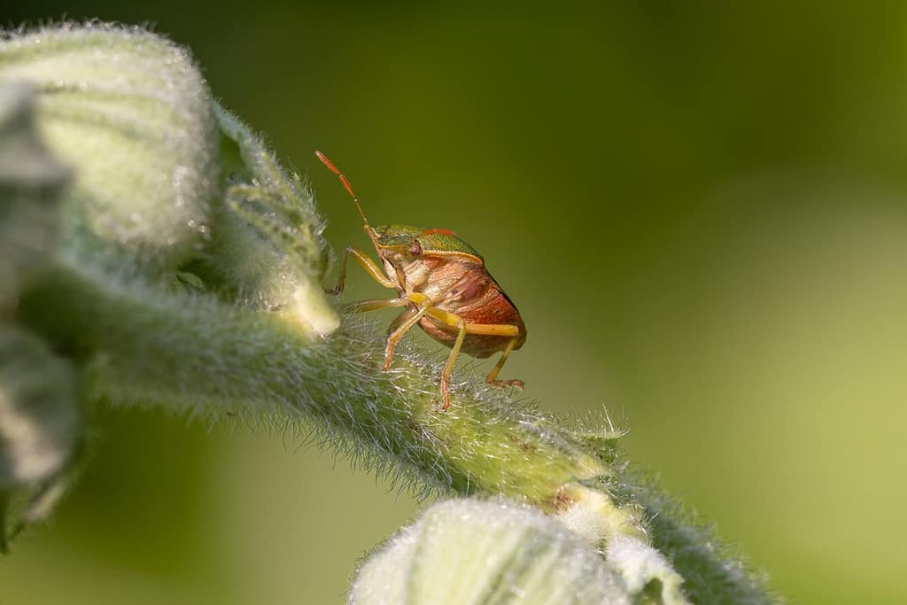 Palomena prasina - Groene schildwants