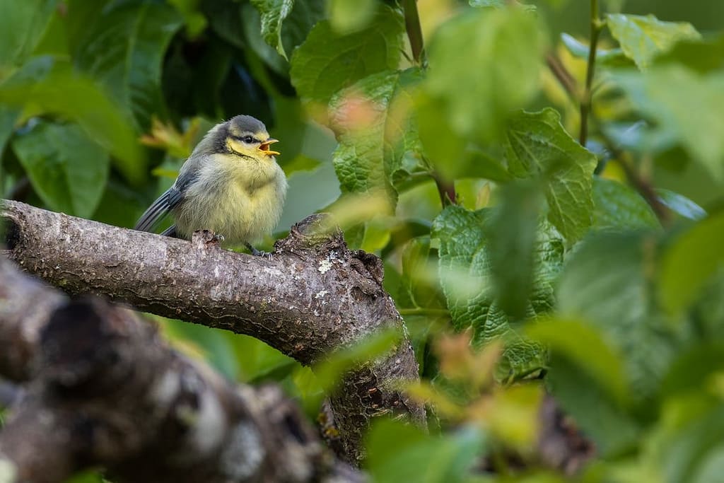 Parus major - Koolmees