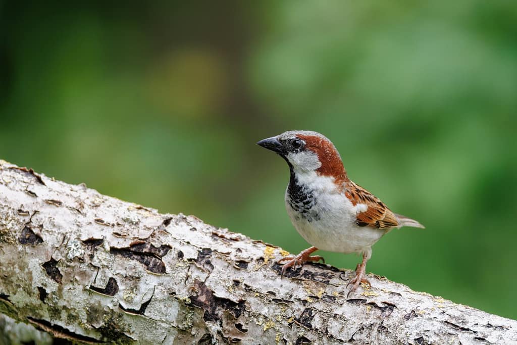 Passer domesticus - Huismus