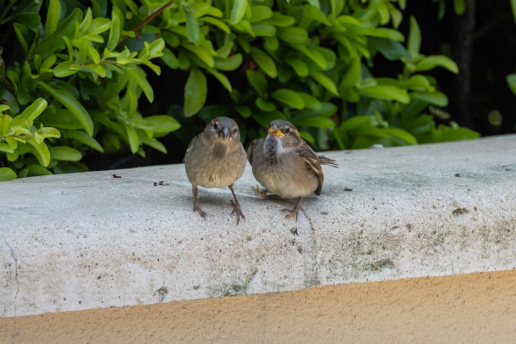 Passer domesticus - Huismus