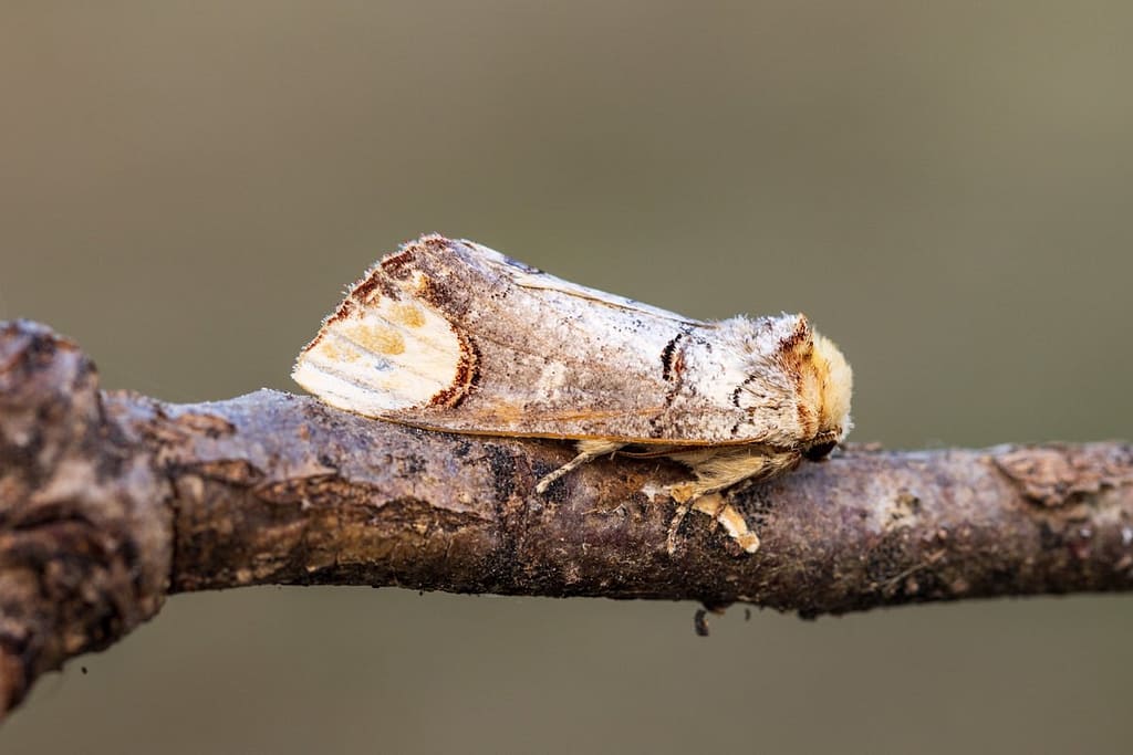 Phalera bucephala - Wapendrager