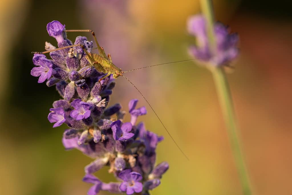 Phaneroptera?