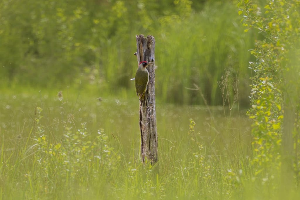 Picus viridis - Groene specht