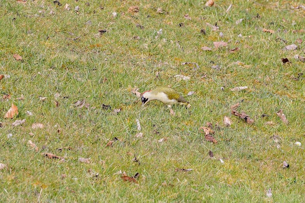 Picus viridis - Groene specht