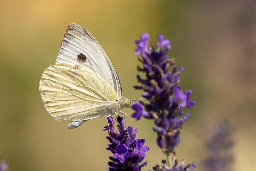 Pieris brassicae - Groot koolwitje
