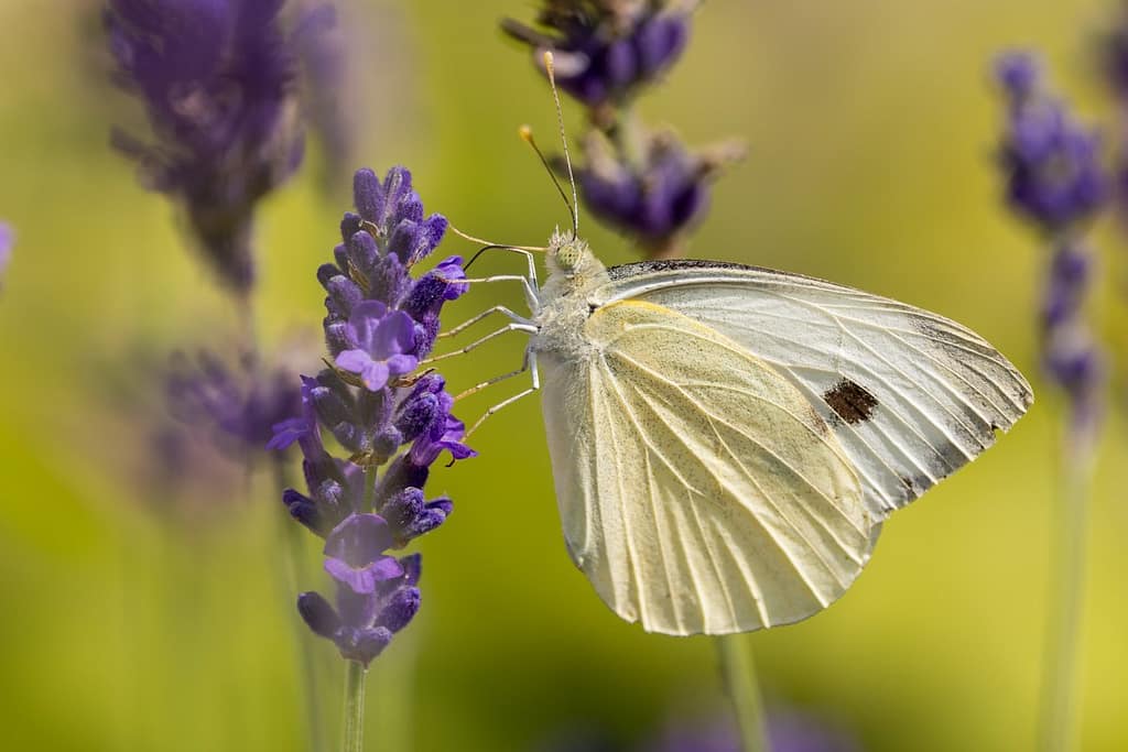 Pieris brassicae - Groot koolwitje