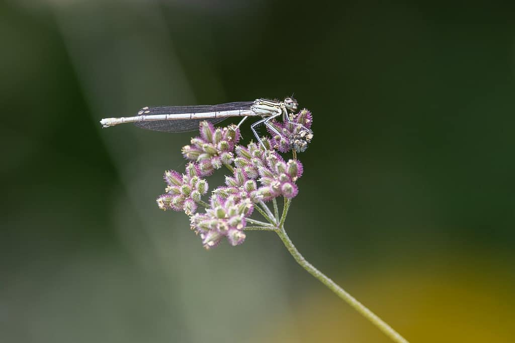 Platycnemis pennipes - Blauwe breedscheenjuffer