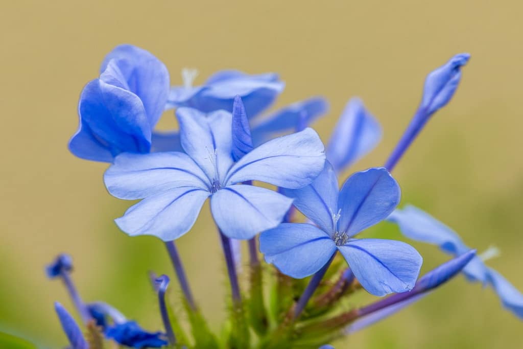 Plumbago