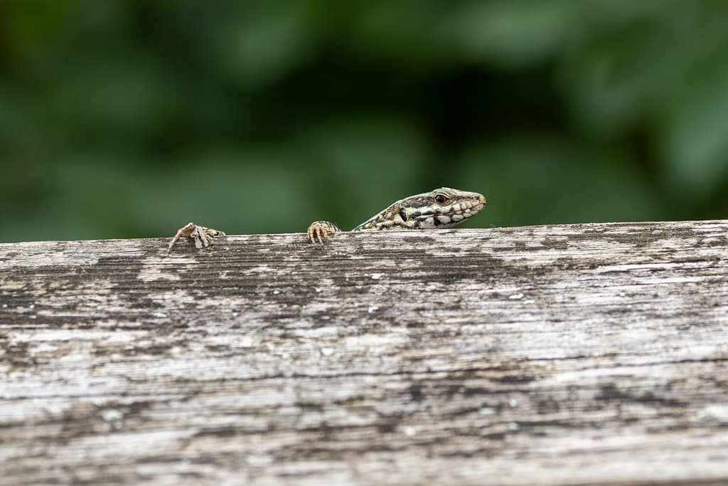 Podarcis muralis - Muurhagedis