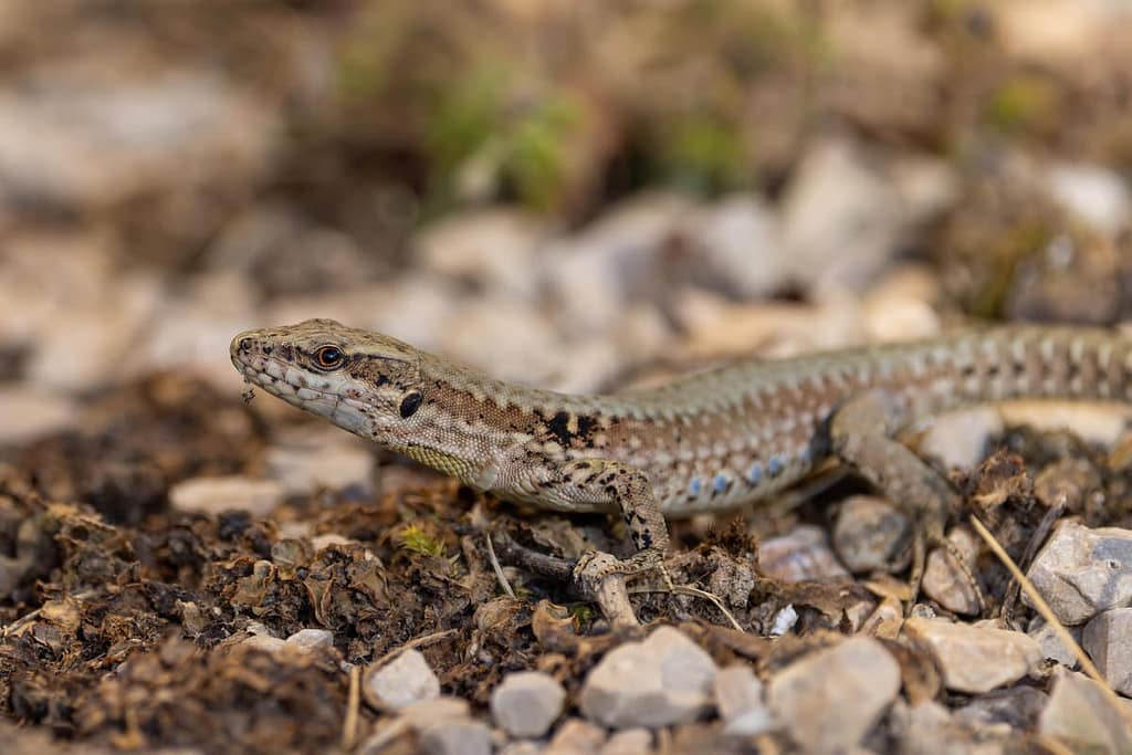 Podarcis muralis - Muurhagedis