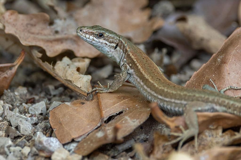 Podarcis muralis - Muurhagedis
