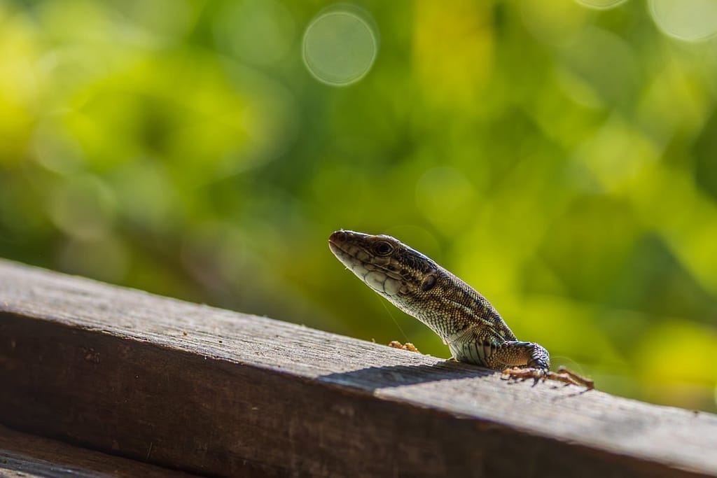 Podarcis muralis - Muurhagedis