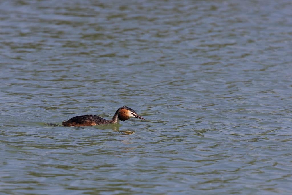 Podiceps cristatus - Fuut