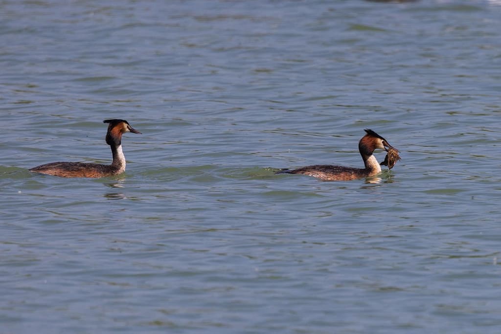 Podiceps cristatus - Fuut