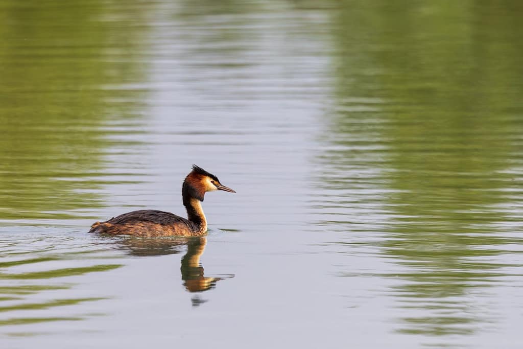 Podiceps cristatus - Fuut