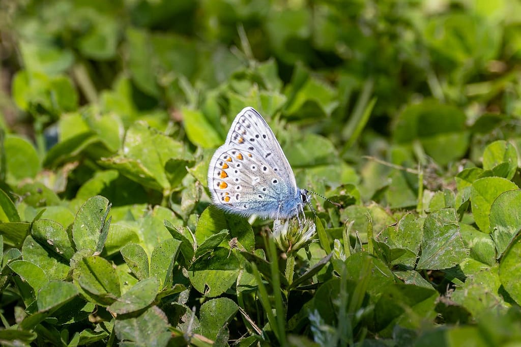 Polyommatus icarus - Icarusblauwtje