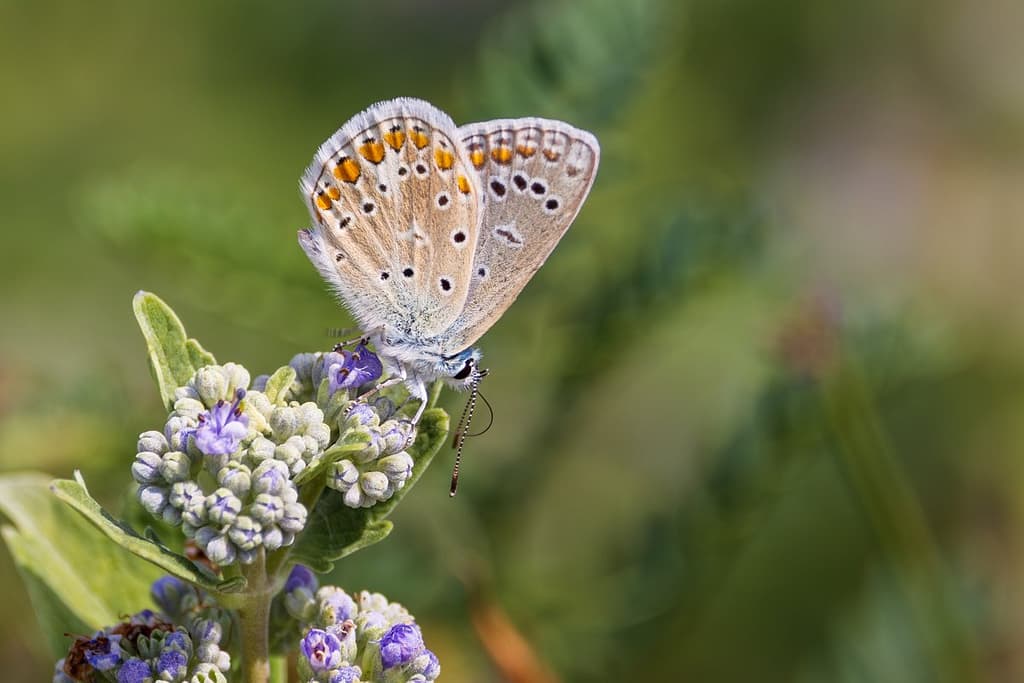 Polyommatus icarus - Icarusblauwtje