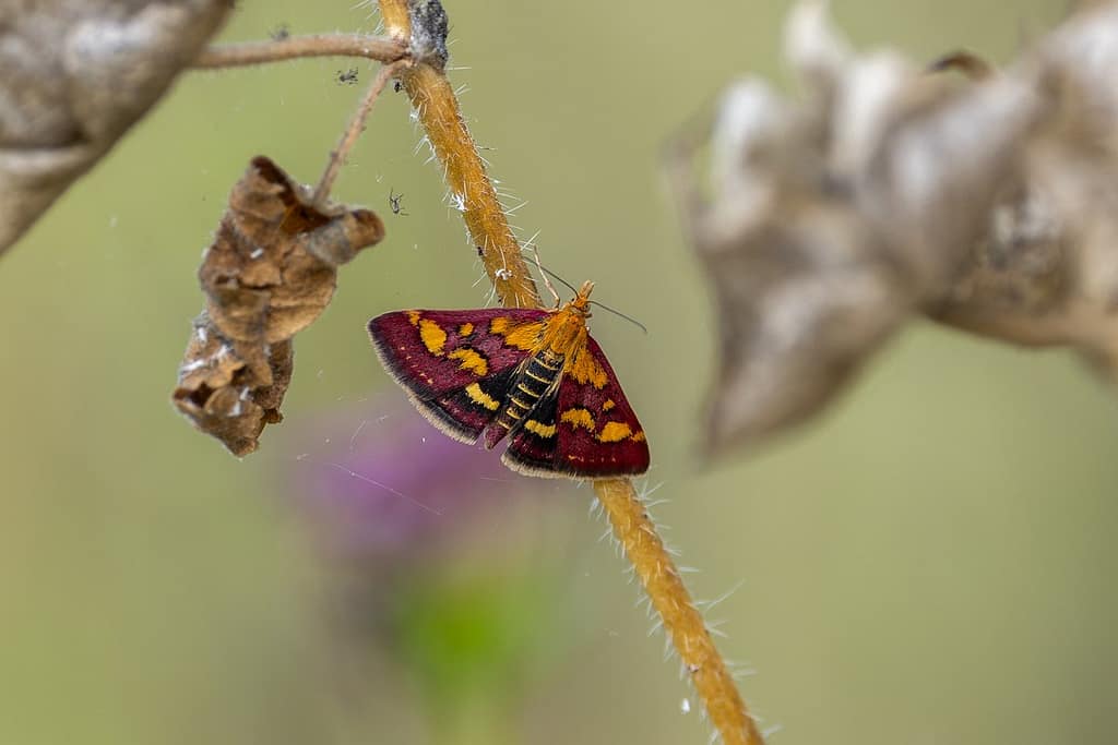 Pyrausta purpuralis - Purpermotje