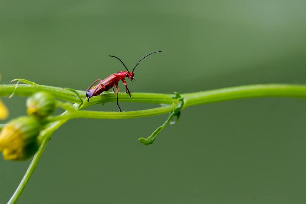 Rhagonycha fulva - Rode weekschildkever