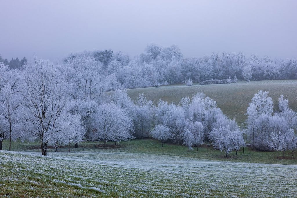 Ruige rijp op de bomen