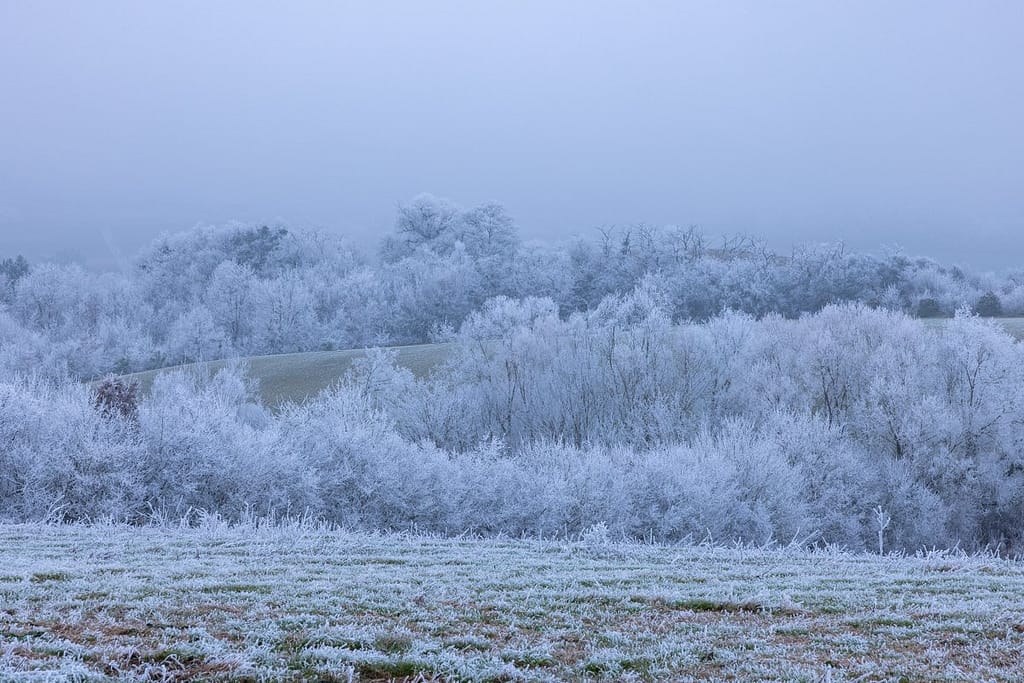Ruige rijp op de bomen