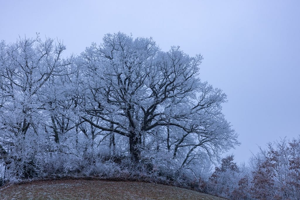 Ruige rijp op de bomen