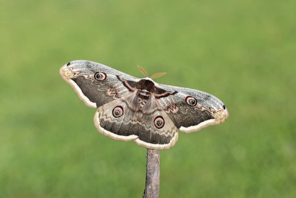 Saturnia pyri - Grote nachtpauwoog