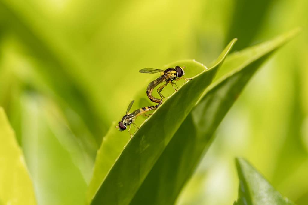 Sphaerophoria scripta - Grote langlijf