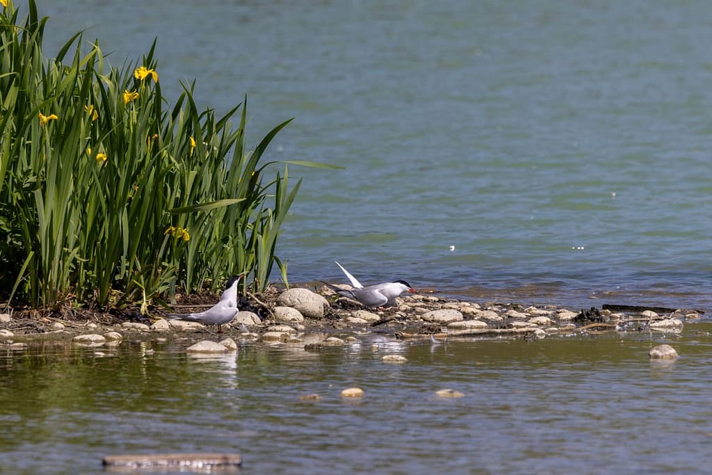 Sterna hirundo - Visdief