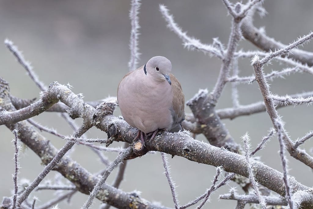 Streptopelia decaocto - Turkse tortel