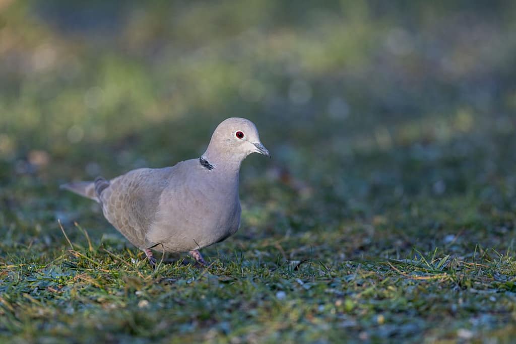 Streptopelia decaocto - Turkse tortel