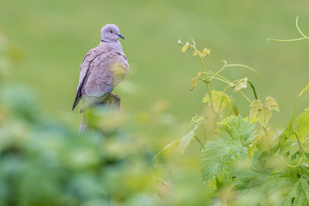 Streptopelia decaocto - Turkse tortel