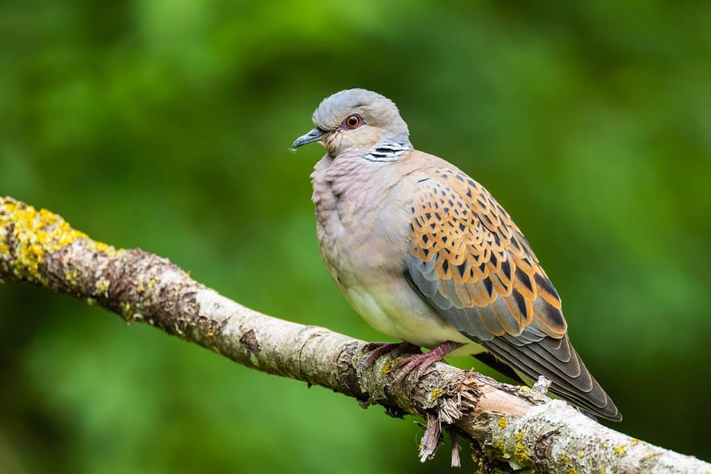 Streptopelia turtur - Zomertortel