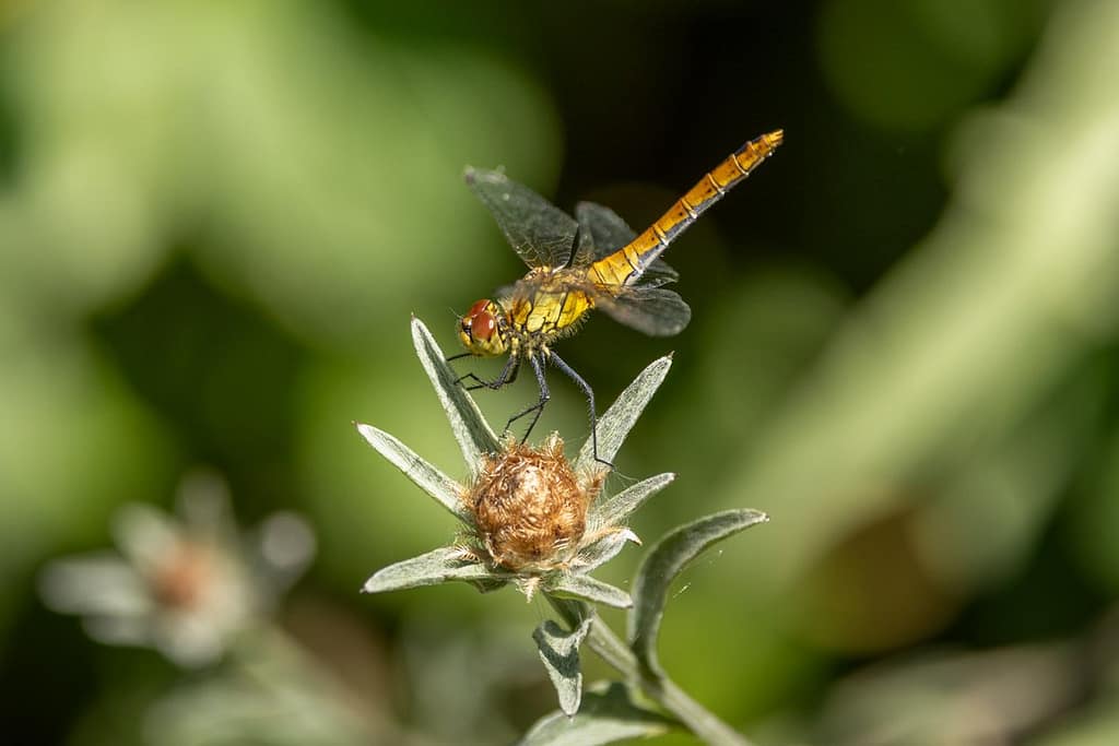 Sympetrum sanguineum - Bloedrode heidelibel vrouwtje