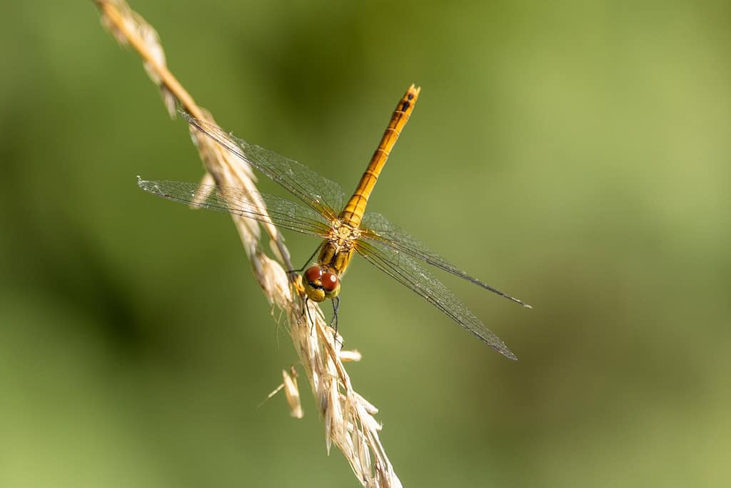 Sympetrum sanguineum - Bloedrode heidelibel vrouwtje