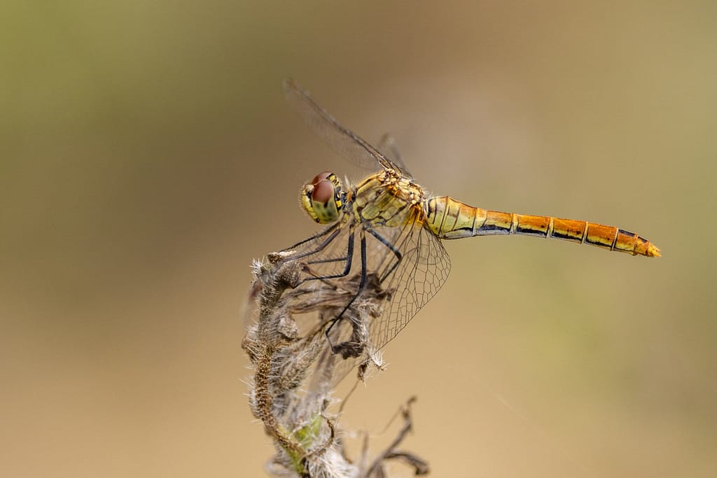 Sympetrum sanguineum - Bloedrode heidelibel vrouwtje