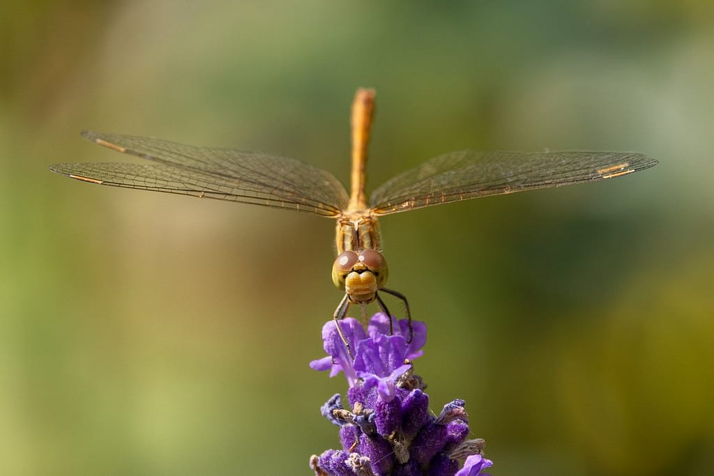 Sympetrum sanguineum - Bloedrode heidelibel vrouwtje