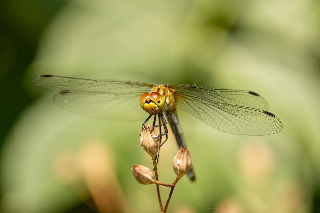 Sympetrum sanguineum - Bloedrode heidelibel vrouwtje