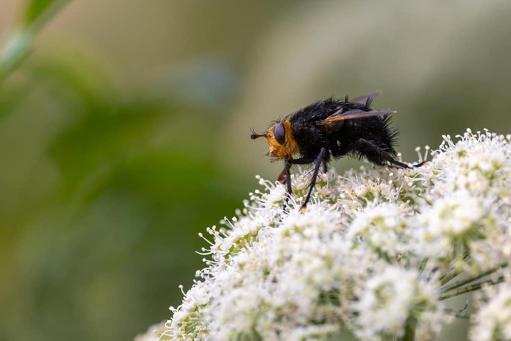 Tachina grossa - Stekelsluipvlieg