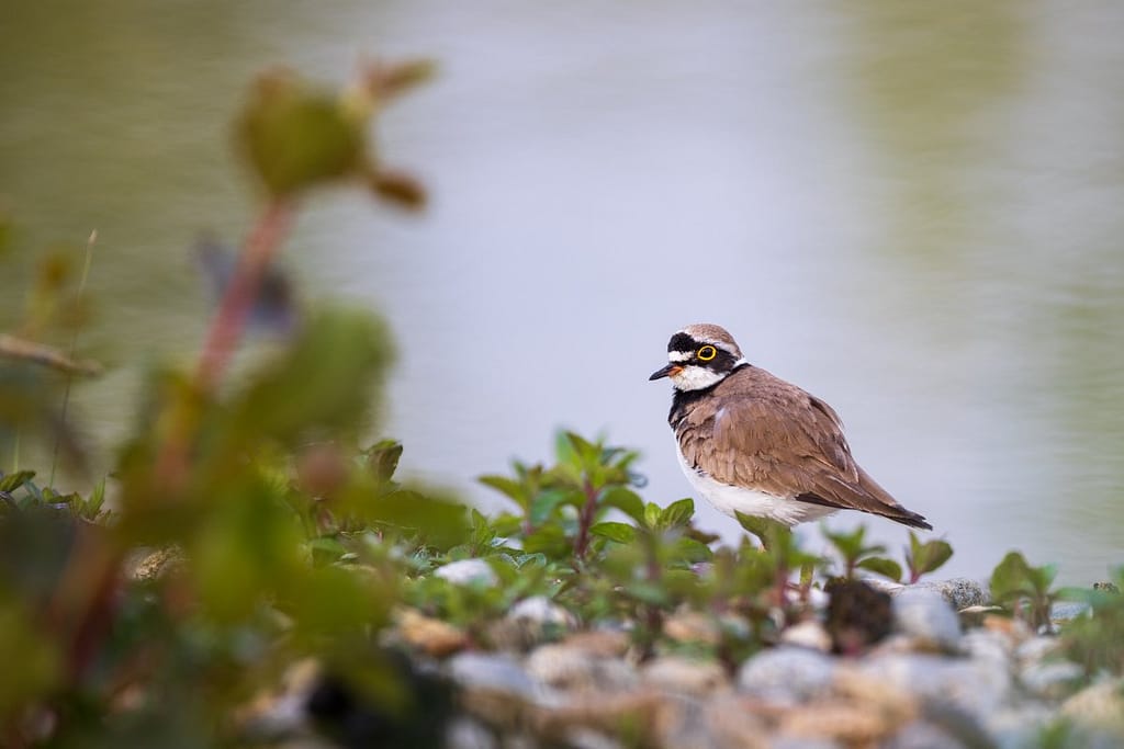 Thinornis dubius, - Kleine plevier
