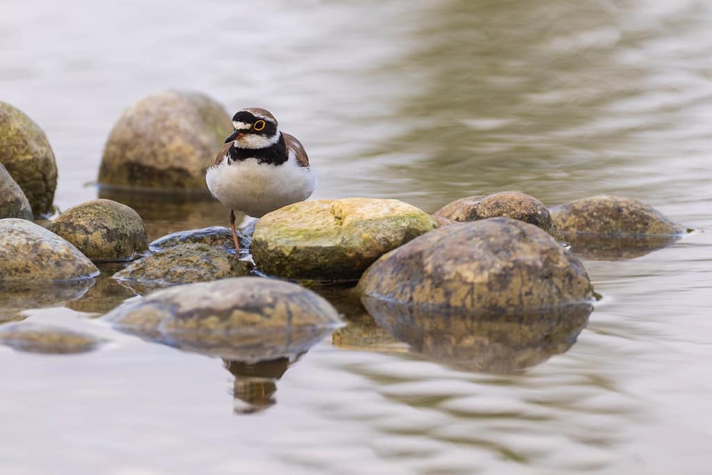 Thinornis dubius, - Kleine plevier