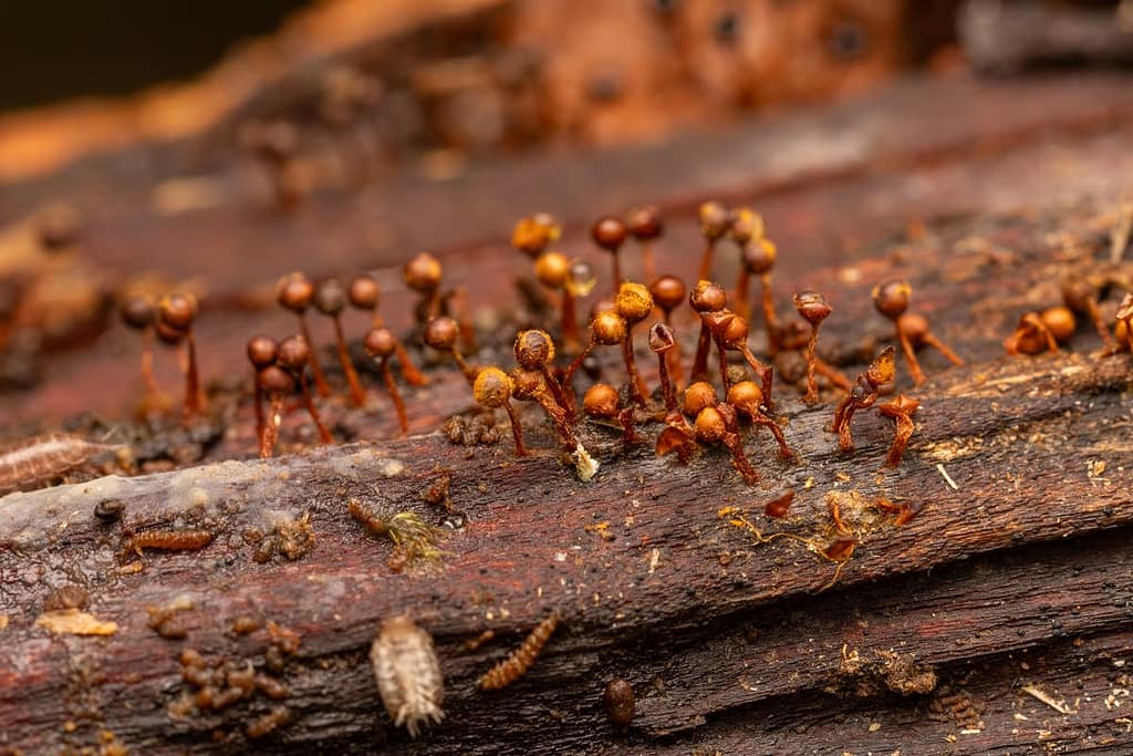 Trichia botrytis - Zwart draadwatje