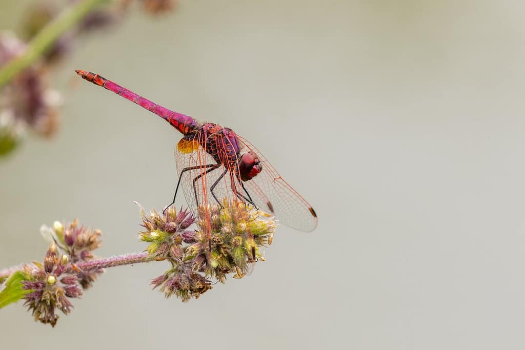 Trithemis annulata - Purperlibel
