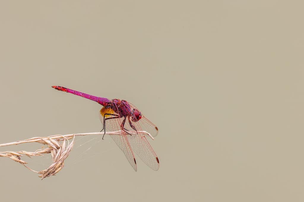 Trithemis annulata - Purperlibel
