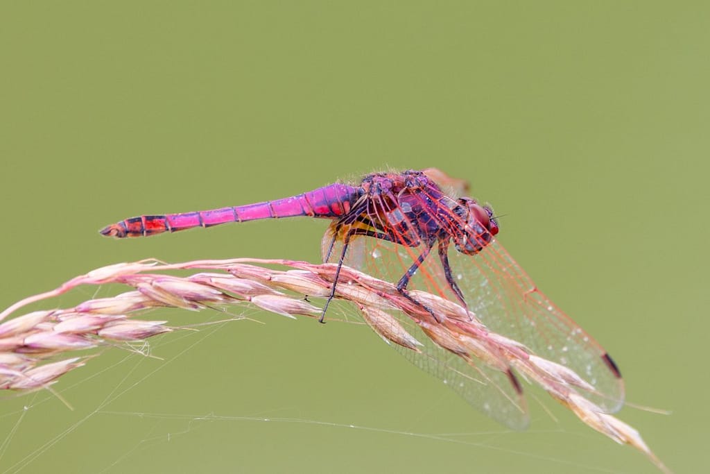 Trithemis annulata - Purperlibel